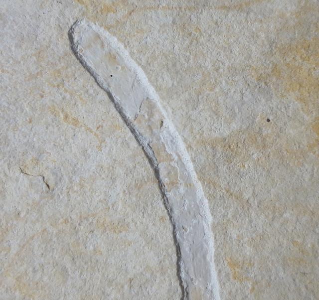 Brachyphyllum nepos SAPORTA 1884 - Bild &copy; FossNet FossilienStore